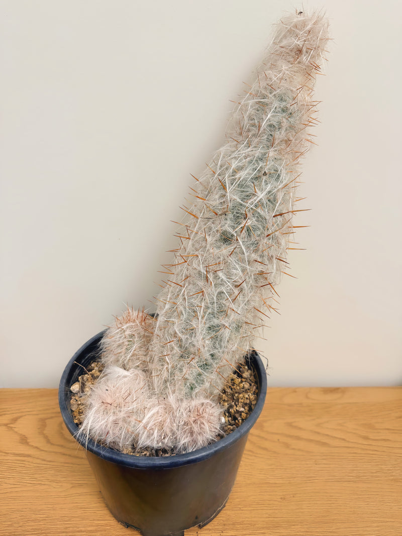 Oreocereus Celsianus