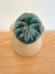 Alocasia Chaii