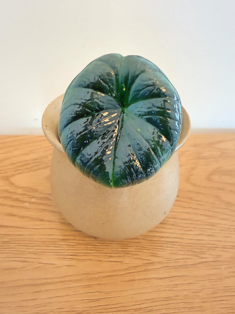 Alocasia Chaii
