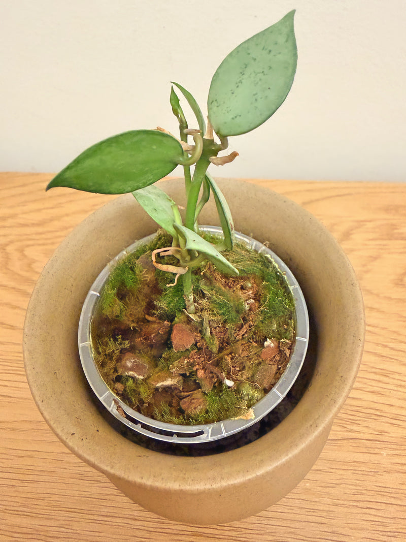 Hoya Krohniana Silver