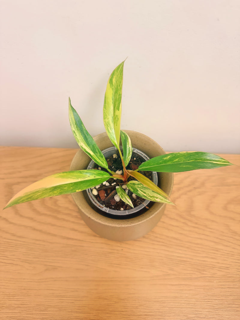 Philodendron Caramel Marble