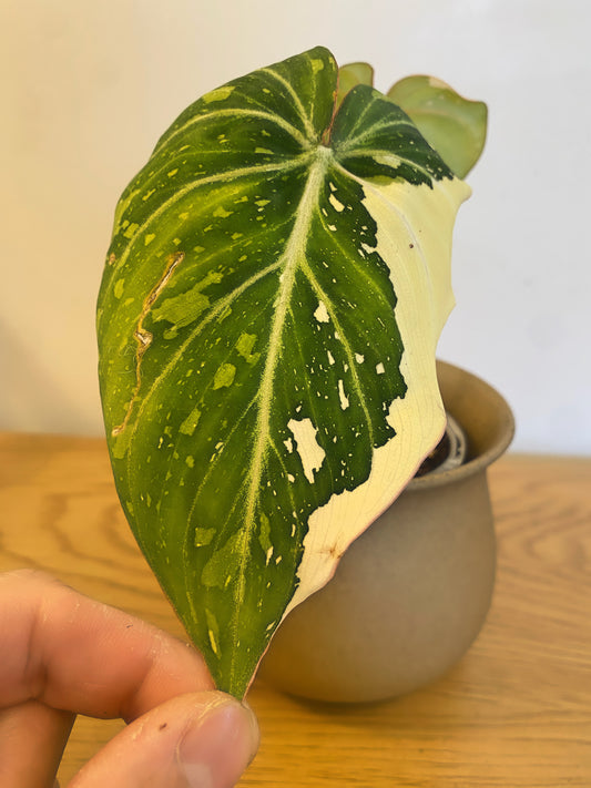 Philodendron Gloriosum Variegated (A)