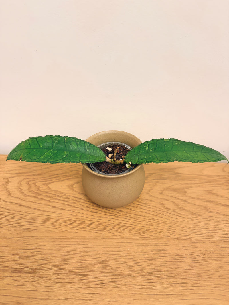 Hoya Finlaysonii Long Leaf(A)