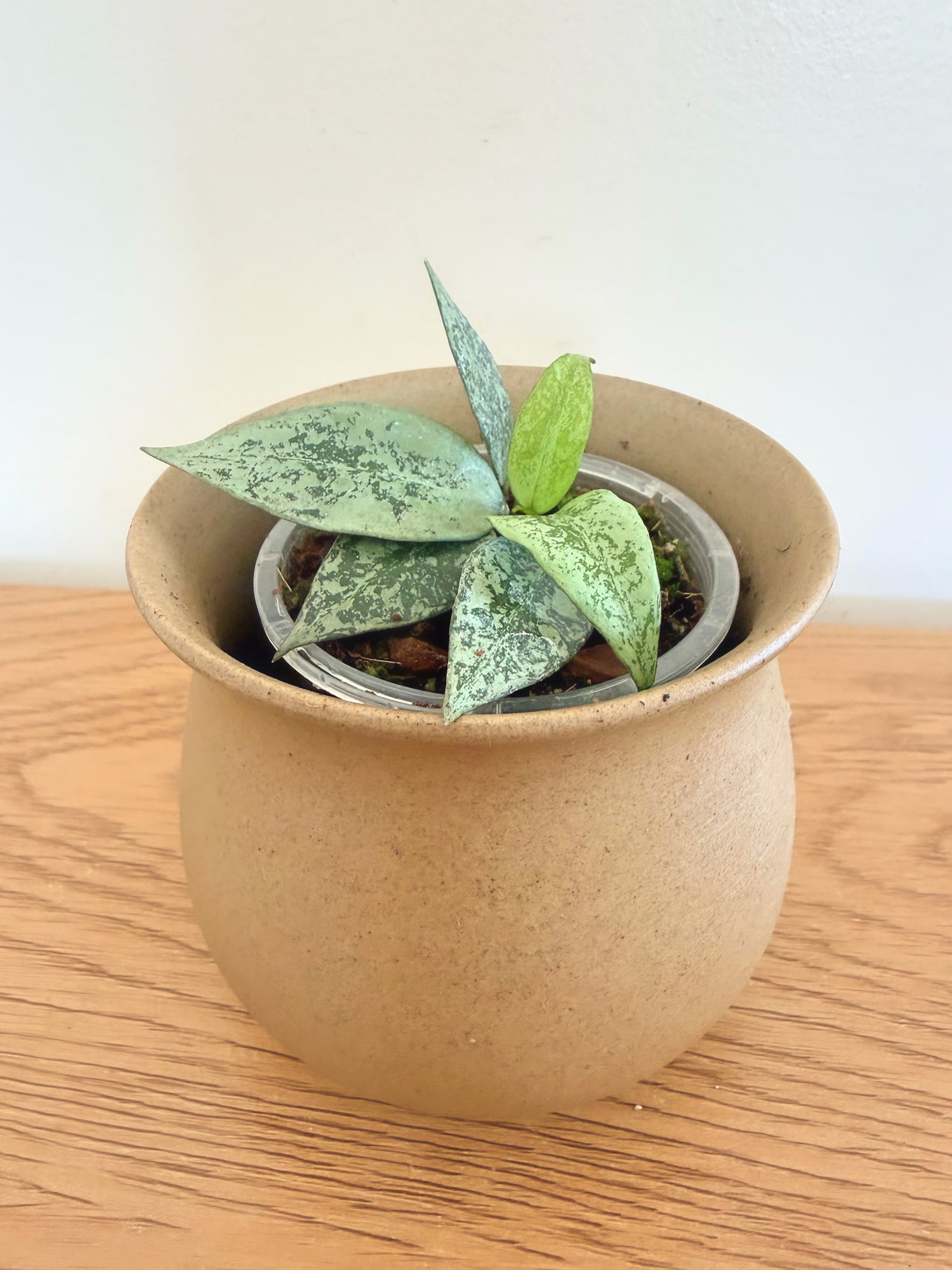 Hoya Lacunosa Louisa Silver Splash