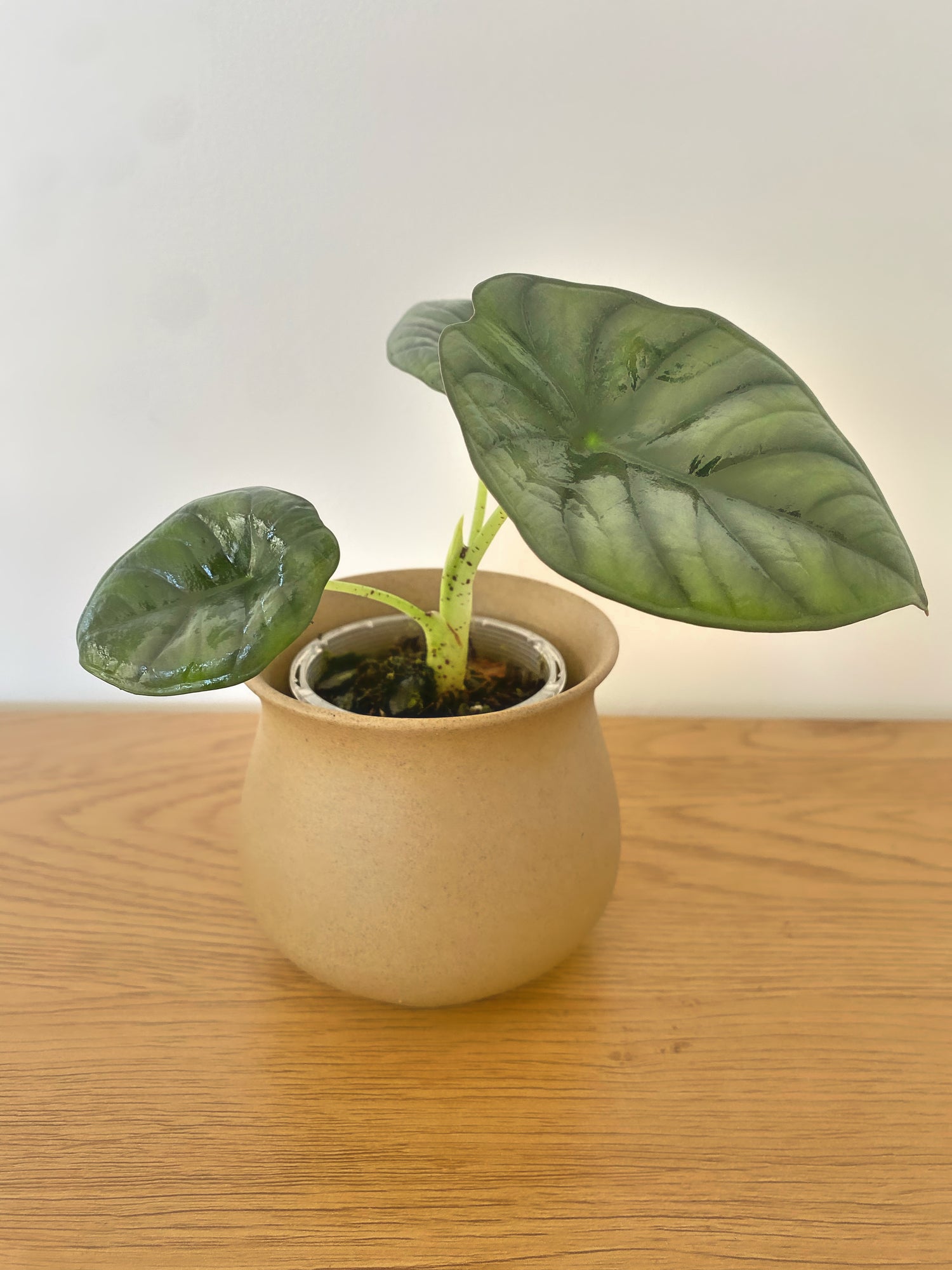 Alocasia Nebula Imperalis