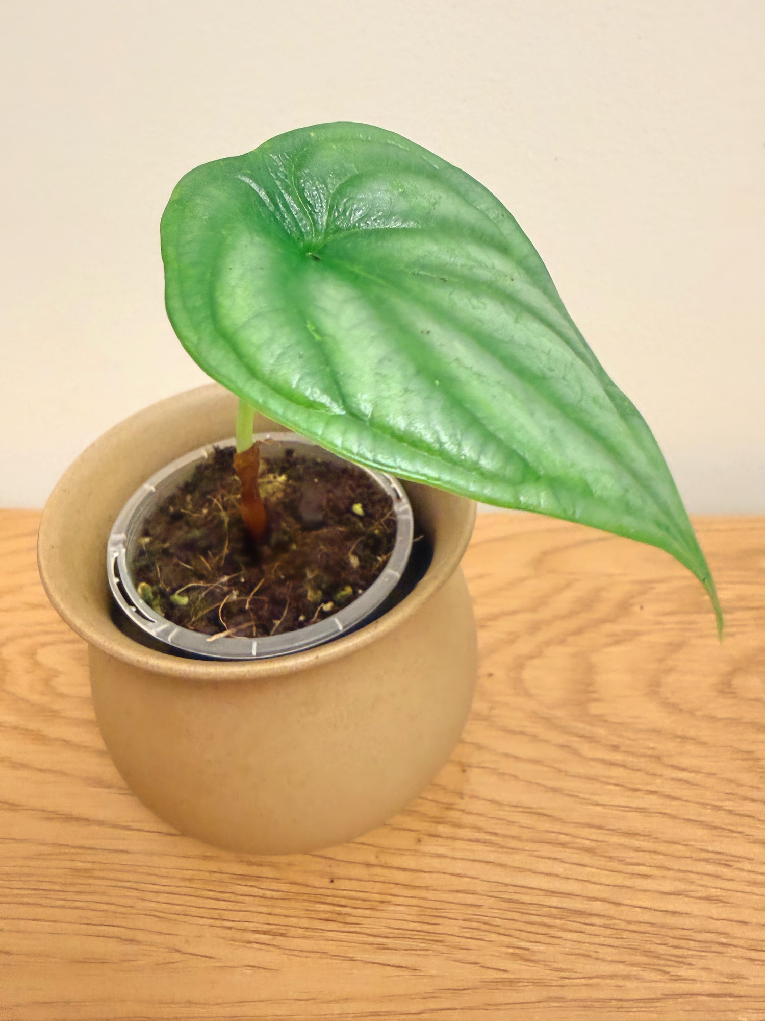 Alocasia Dragon Scale