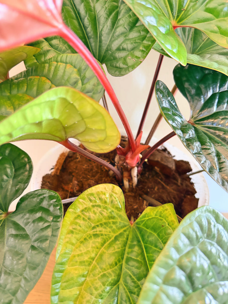 Anthurium Radicans x Luxurians (C)