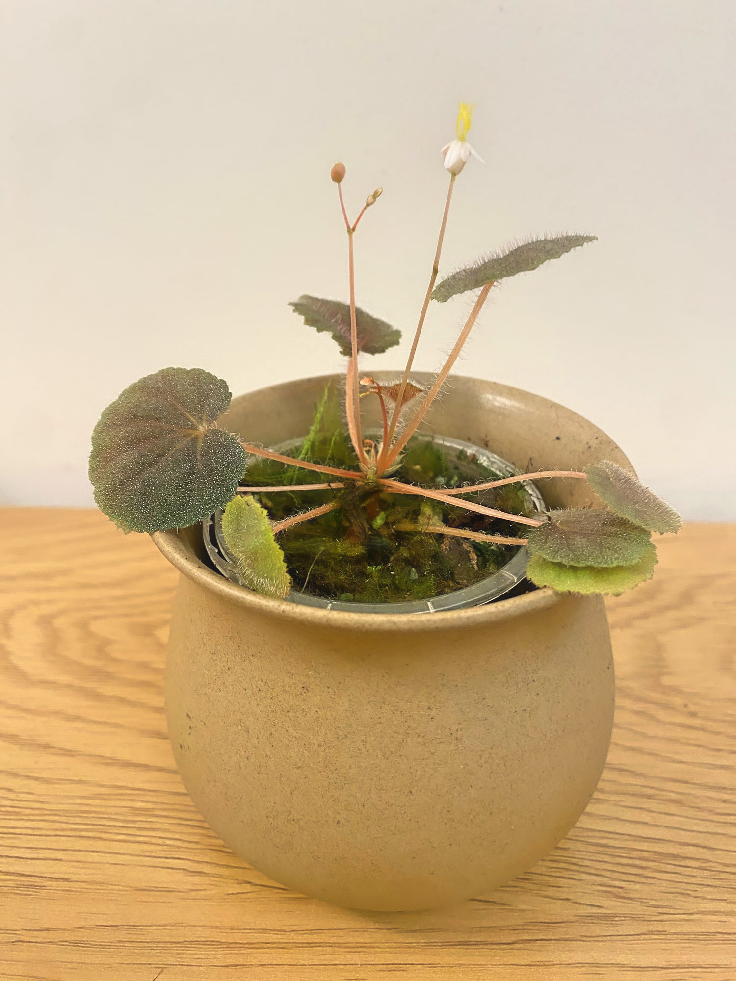 Begonia Hoehneana