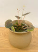 Begonia Hoehneana