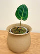 Anthurium Regale (B)