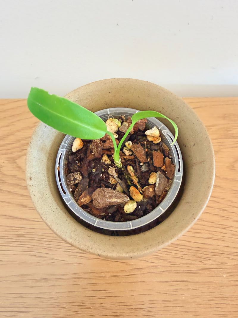 Anthurium Waroqueanum