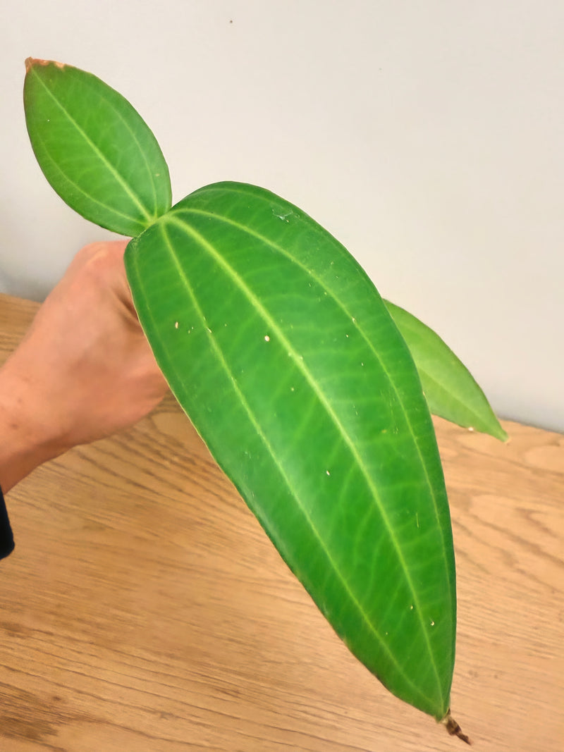 Medinilla Myriantha - Malaysian Orchid (A)