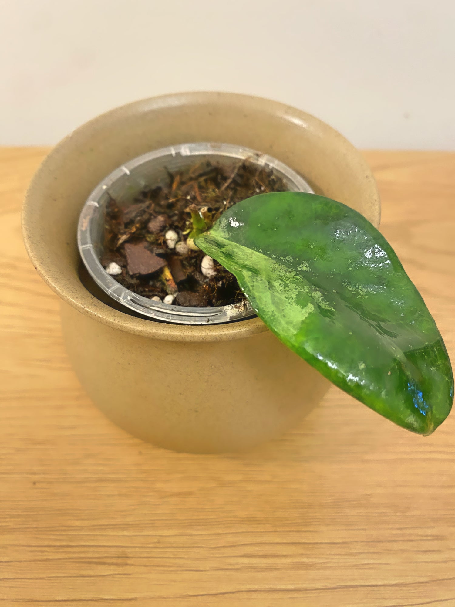 Hoya Nervosa Jokul Silver