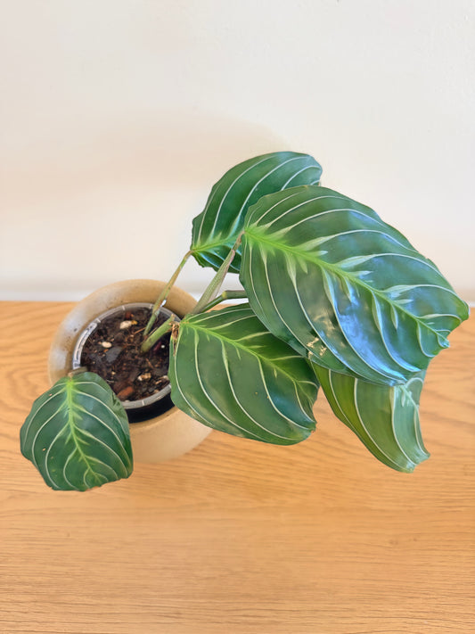 Maranta Massangeana Black (B)