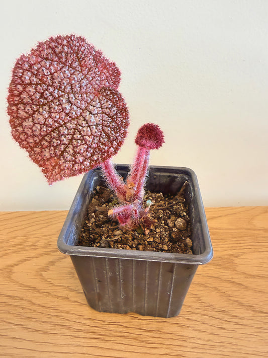 Begonia Mai Super Nova