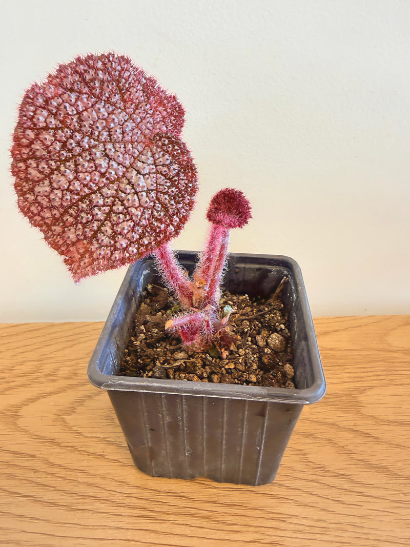 Begonia Mai Super Nova