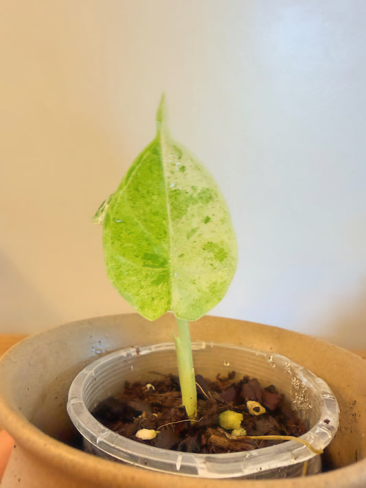 Alocasia Dragon Scale Mint