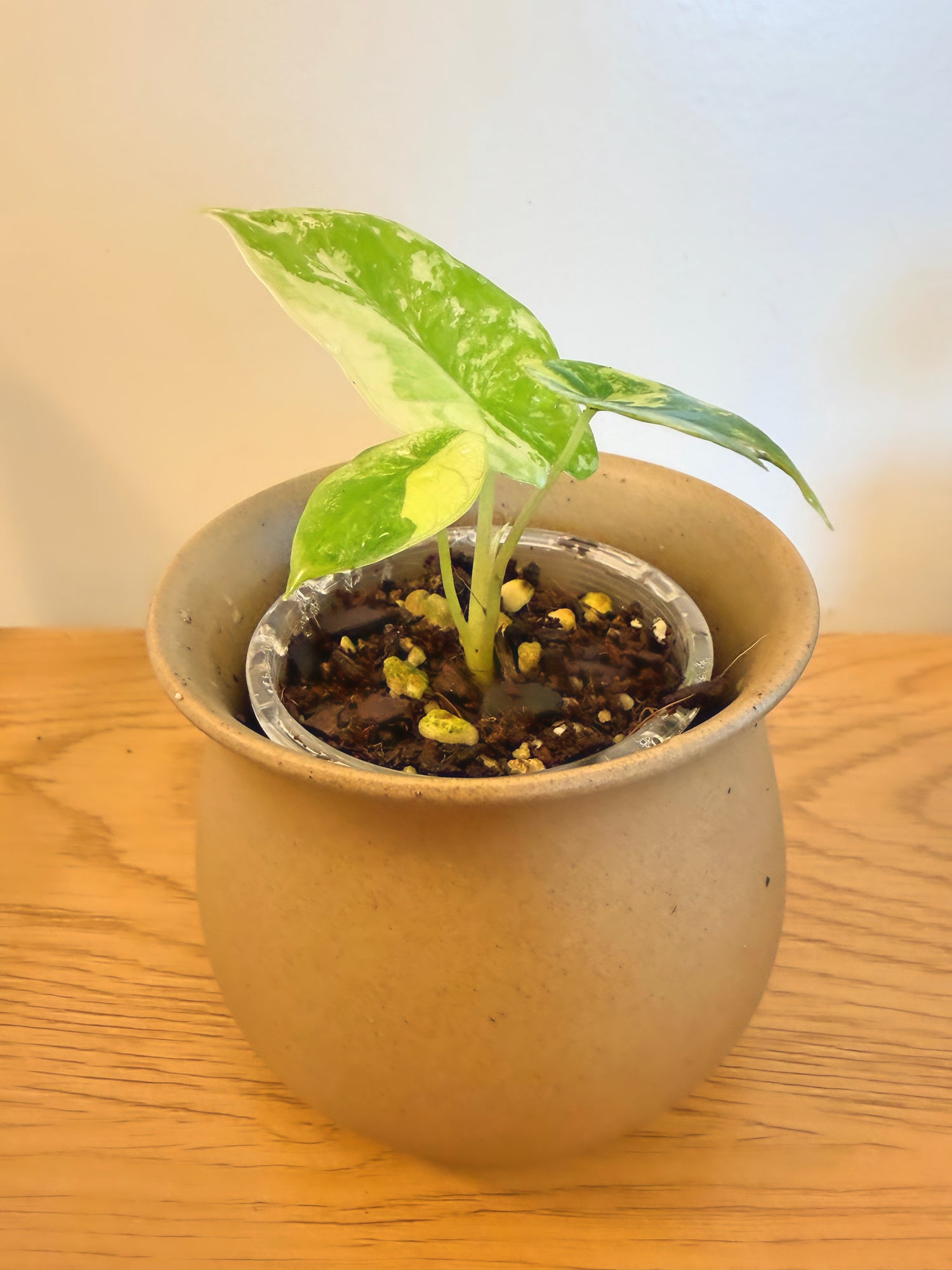 Alocasia Scalprum Variegated