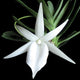 Angraecum Didieri