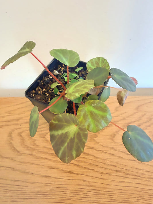 Begonia ‘KirstyKiss’ (Beijnenii x Dinhdui)