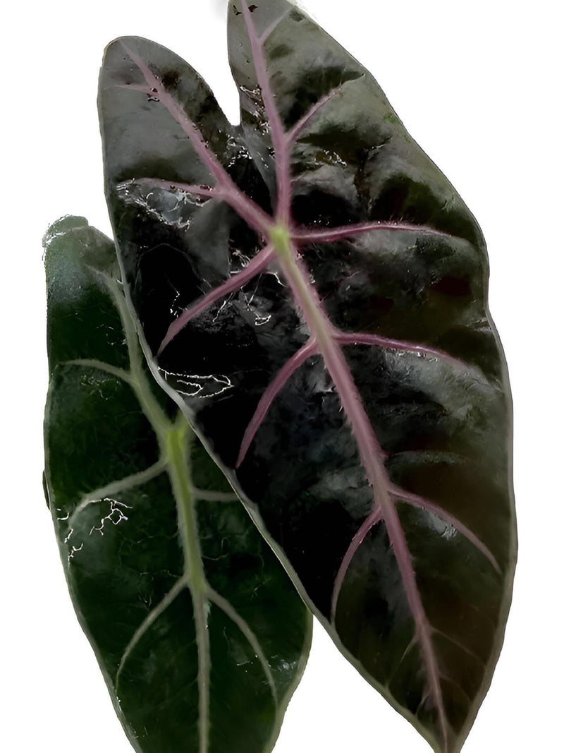 Alocasia Longiloba ‘Purple Vein’