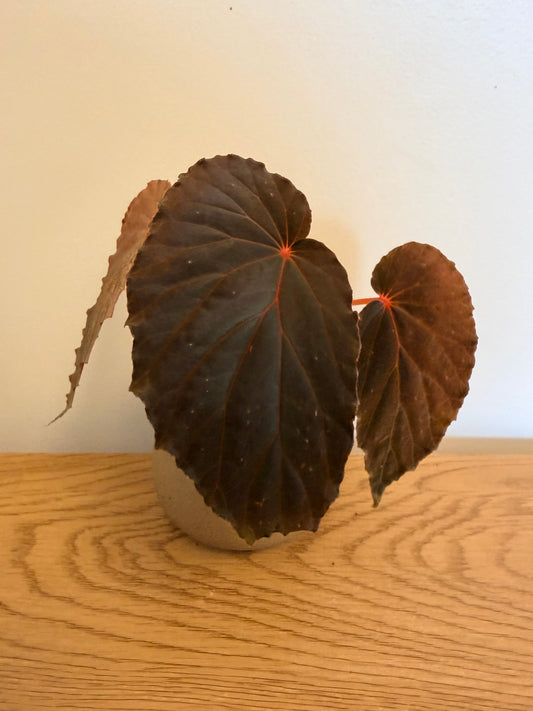 Begonia sp. Kalamantan (A)