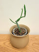 Euphorbia Enterophora Crassa