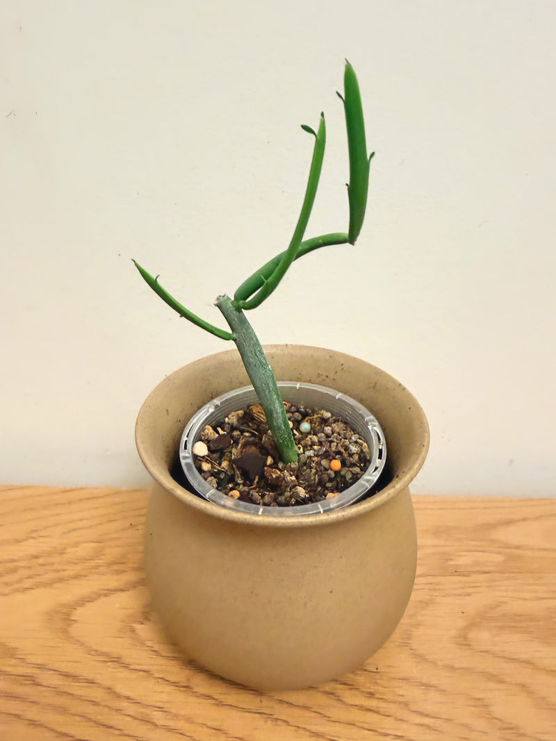 Euphorbia Enterophora Crassa