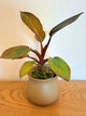 Philodendron Red Congo