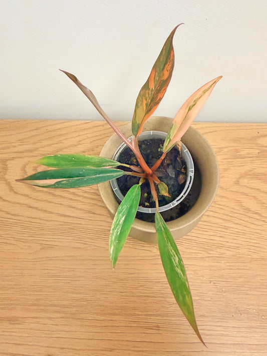 Philodendron Caramel Marble Variegated