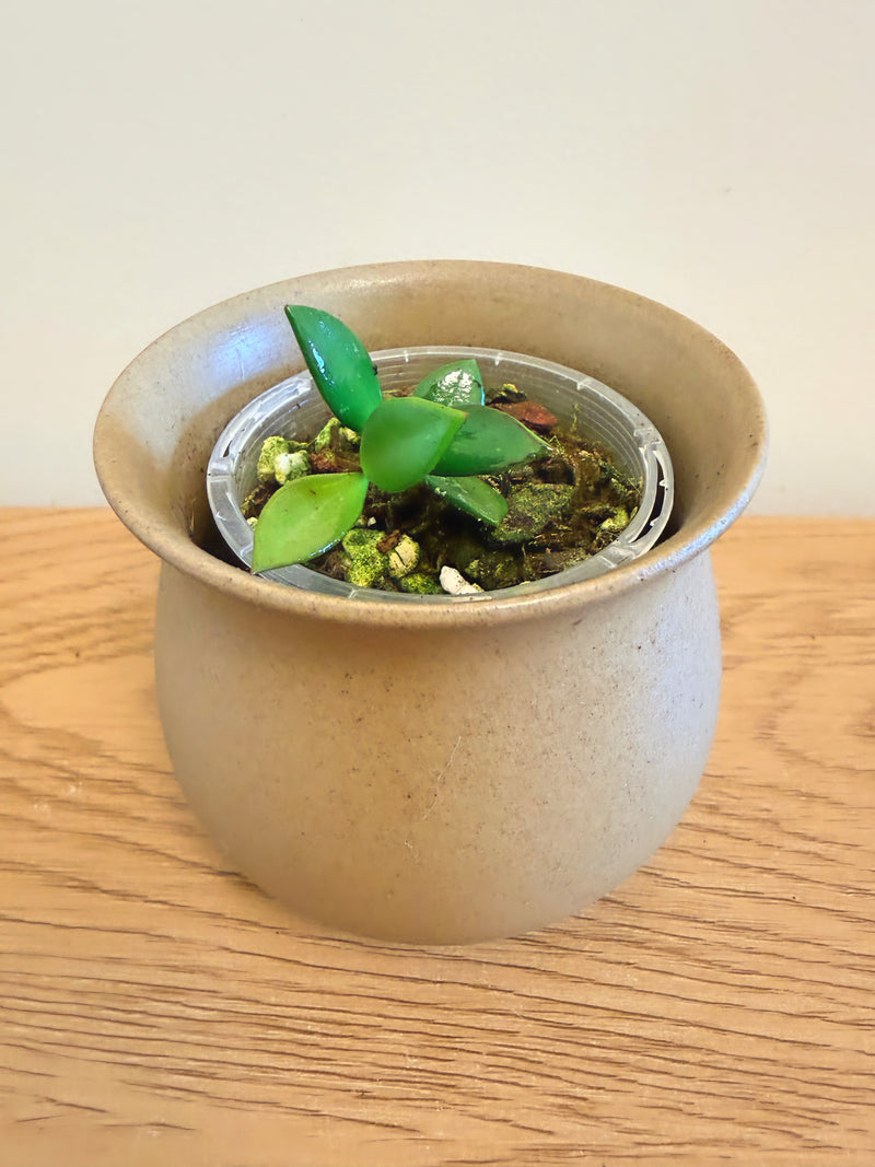 Hoya Picta