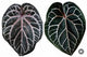 Anthurium Wonderboy x Michelle