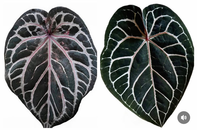 Anthurium Wonderboy x Michelle