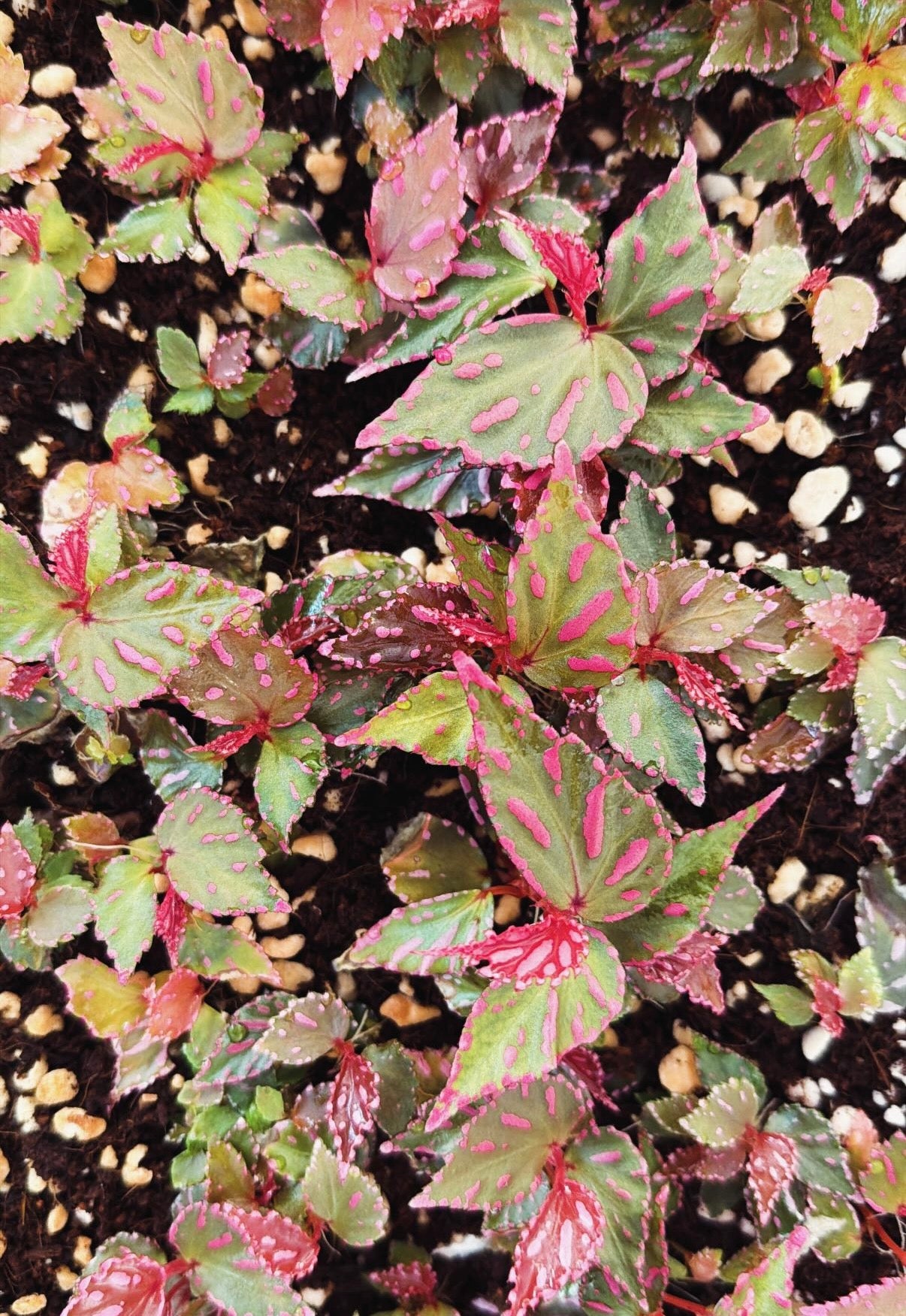 Begonia sp. Julau