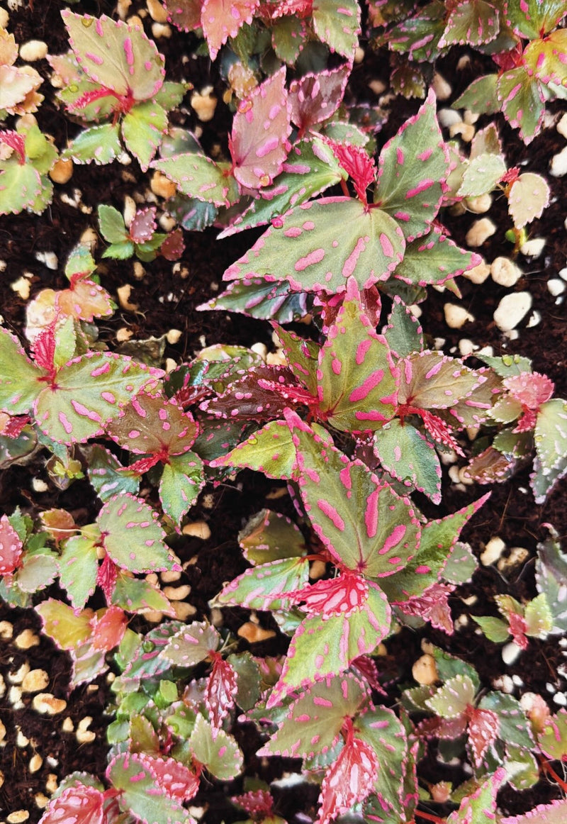Begonia sp. Julau