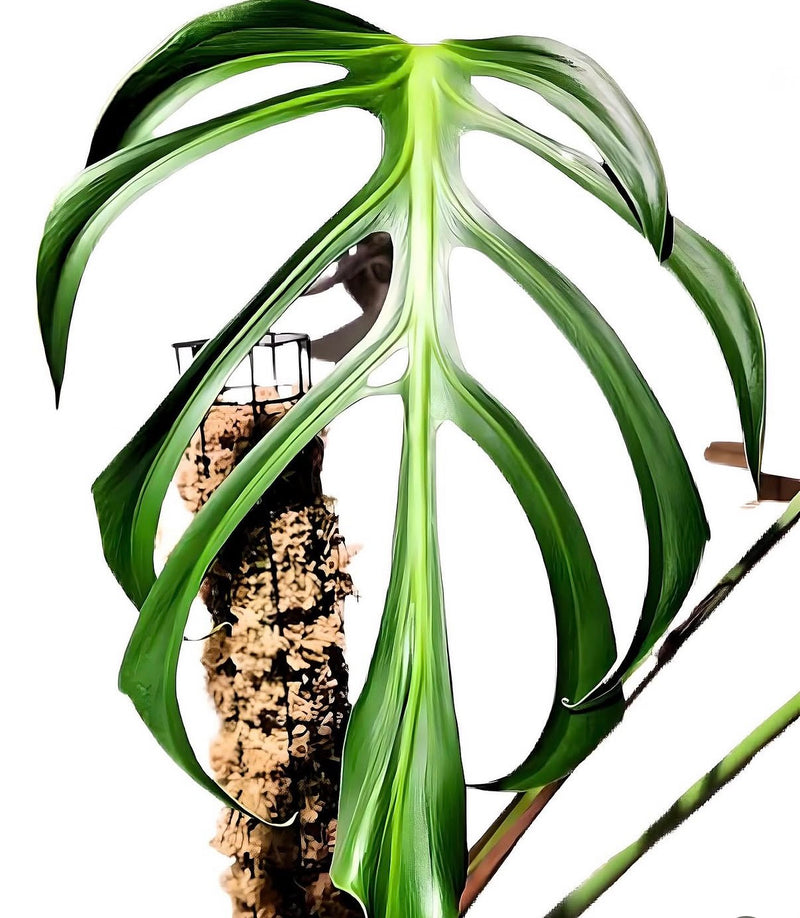 Monstera Burle Marx Flame