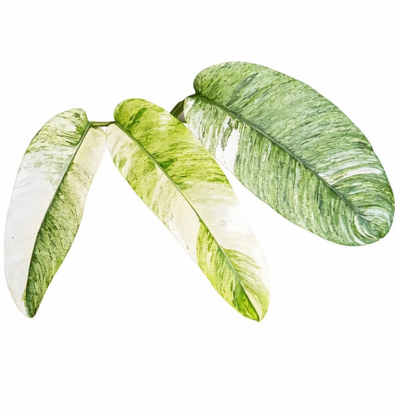 Epipremnum Giganteum Variegated