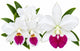 C. Labiata Semi-Alba ‘Select No.1’ x Lc. Aloha Case ‘Hsinying’