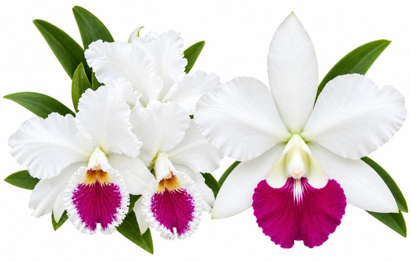 C. Labiata Semi-Alba ‘Select No.1’ x Lc. Aloha Case ‘Hsinying’