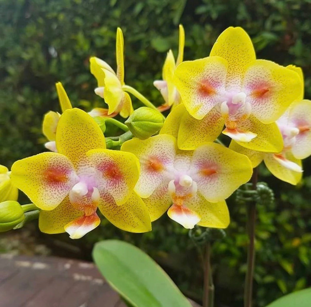 Phalaenopsis Yaphon Green Batman