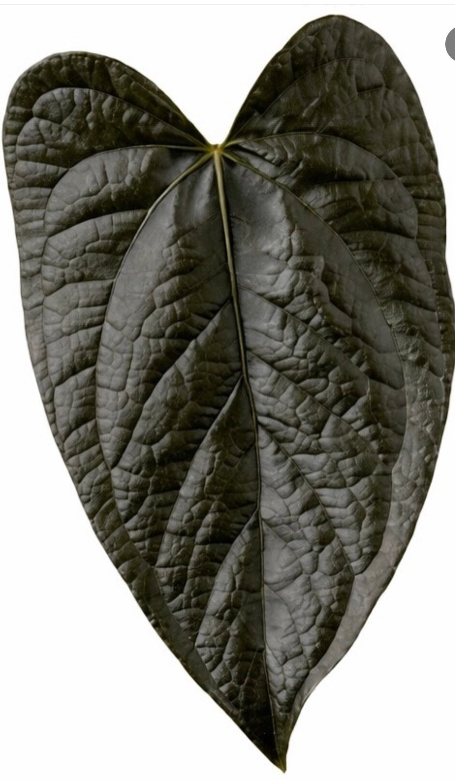 Anthurium Queen of Hearts