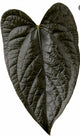 Anthurium Queen of Hearts