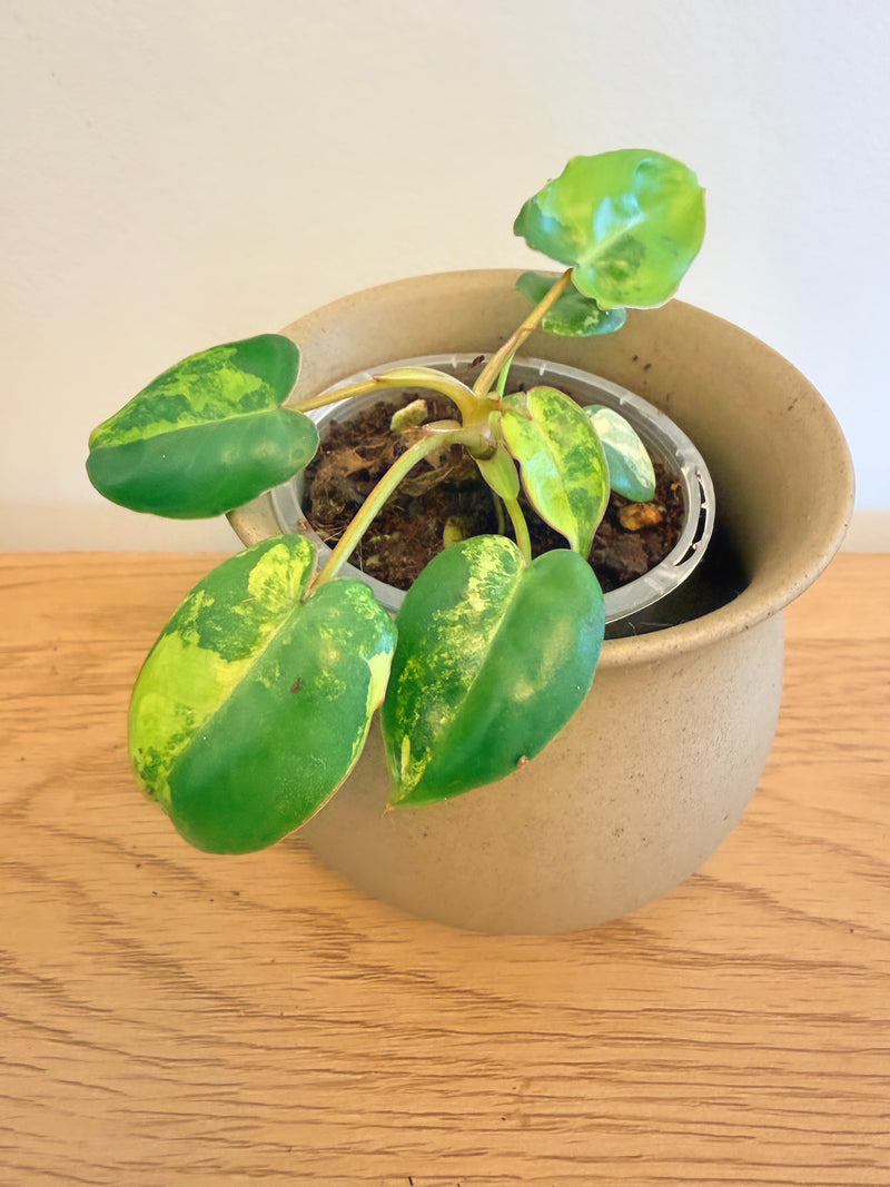 Philodendron Billietiae Variegated