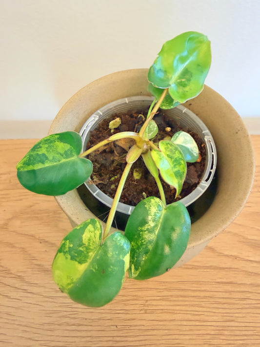 Philodendron Billietiae Variegated