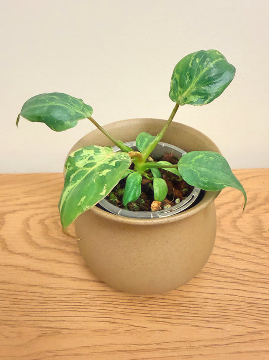 Philodendron Gloriosum ‘Snow Leopard’