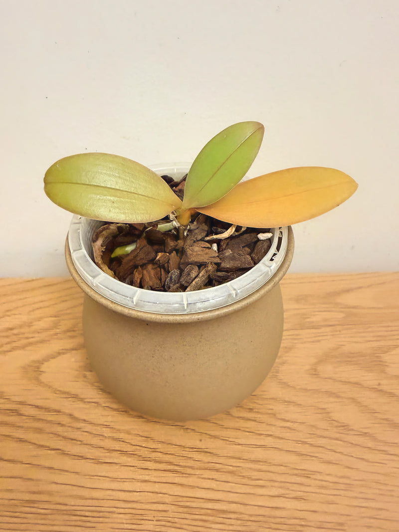 Phalaenopsis Yaphon Green Batman