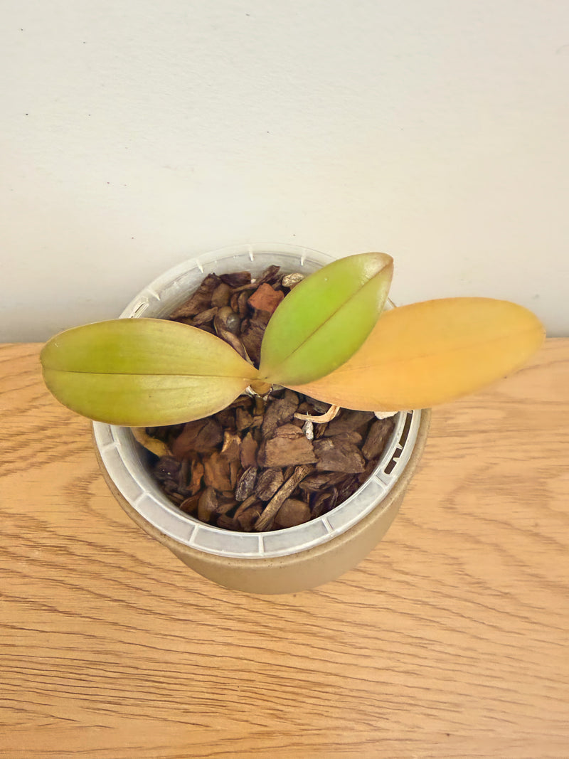 Phalaenopsis Yaphon Green Batman