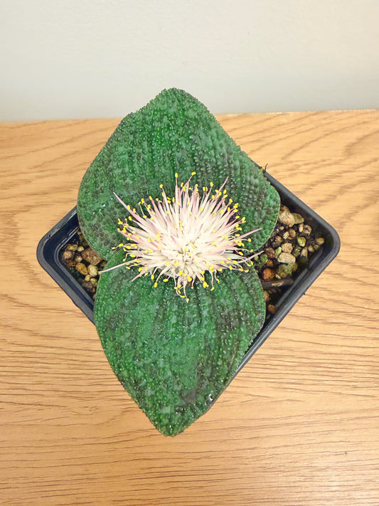 Massonia Pustulata