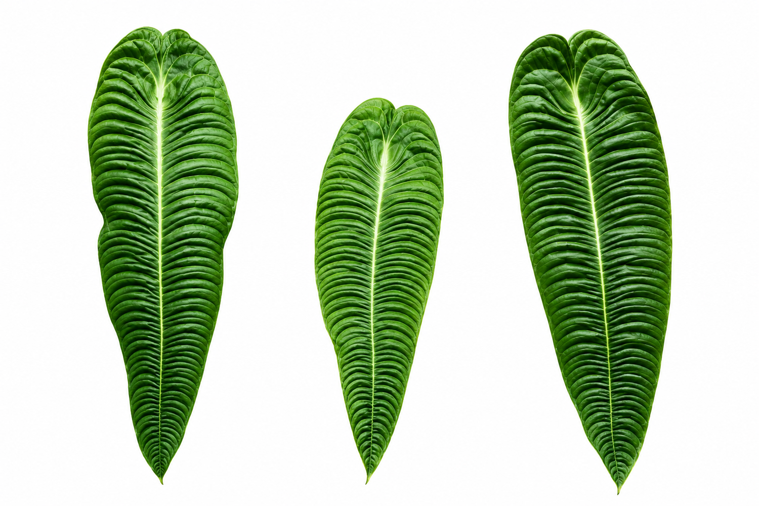 Anthurium King Veitchii