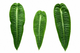 Anthurium King Veitchii
